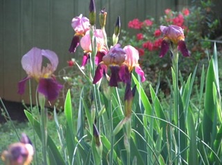 Finding A Composition Among Clutter (Tips for Paintings and Drawings) via Dianne Mize Studio June&nbsp;2020