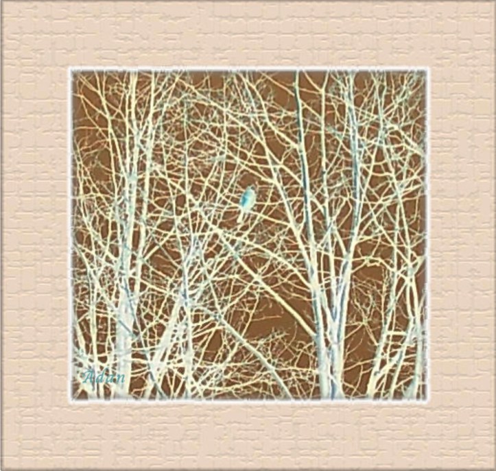 Blue Bird in Winter Tree ©Felipe Adan Lerma https://fineartamerica.com/featured/blue-bird-in-winter-tree-felipe-adan-lerma.html