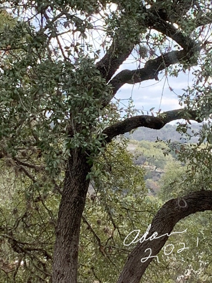 Austin Texas near the river January 11, 2021 ©Felipe Adan Lerma