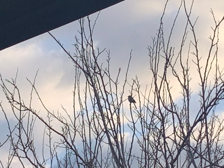 First bird of the morning @FelipeAdanLerma Austin winter storm Feb 2021