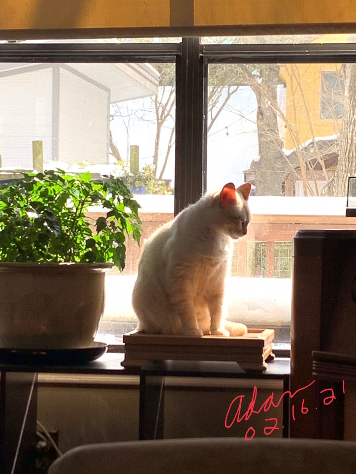 Austin winter storm pictures 02.16.21 ©Felipe Adan Lerma