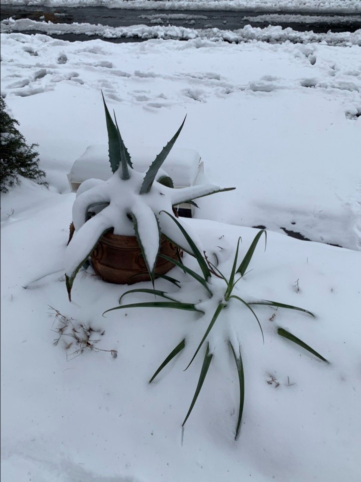 Austin winter storm pictures 02.16.21 ©Felipe Adan Lerma