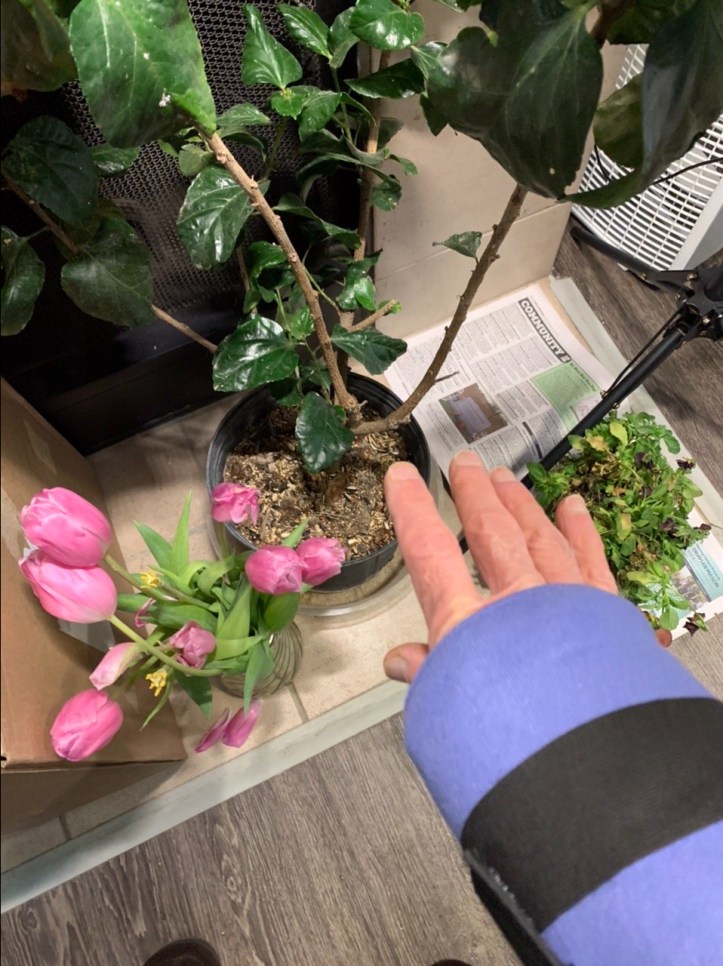 Saving the Plants and Mending My Wrist 😊 Record Winter Storm Valentines Day 2021 Austin Texas ©Felipe Adan Lerma