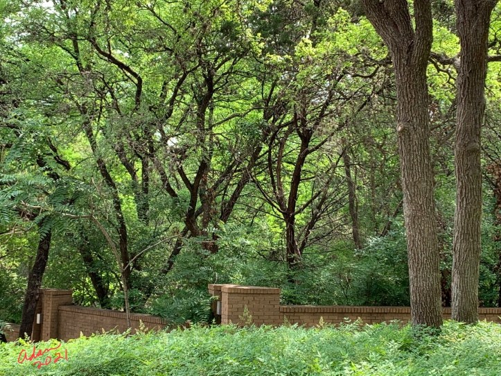 Area Near Spyglass Barton Creek Greenbelt entrance 04.27.21 ©Felipe Adan Lerma