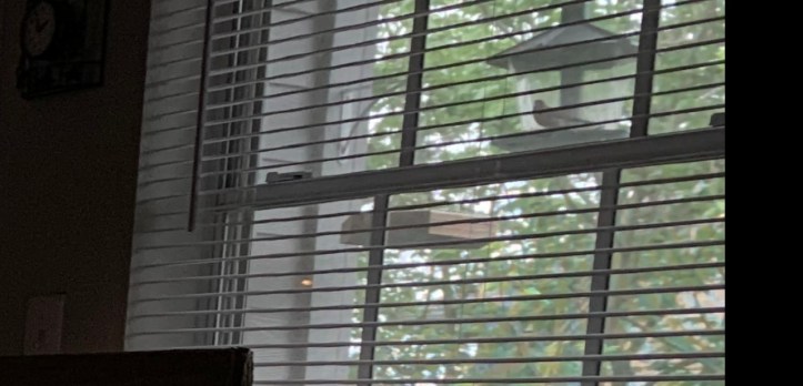 Moving prep 04.16.21 detail shot with bird