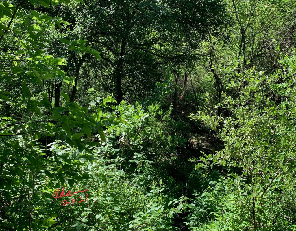 May 05, 2021 – Random (sorta) Pic of the Day, Urban Forest Austin Texas