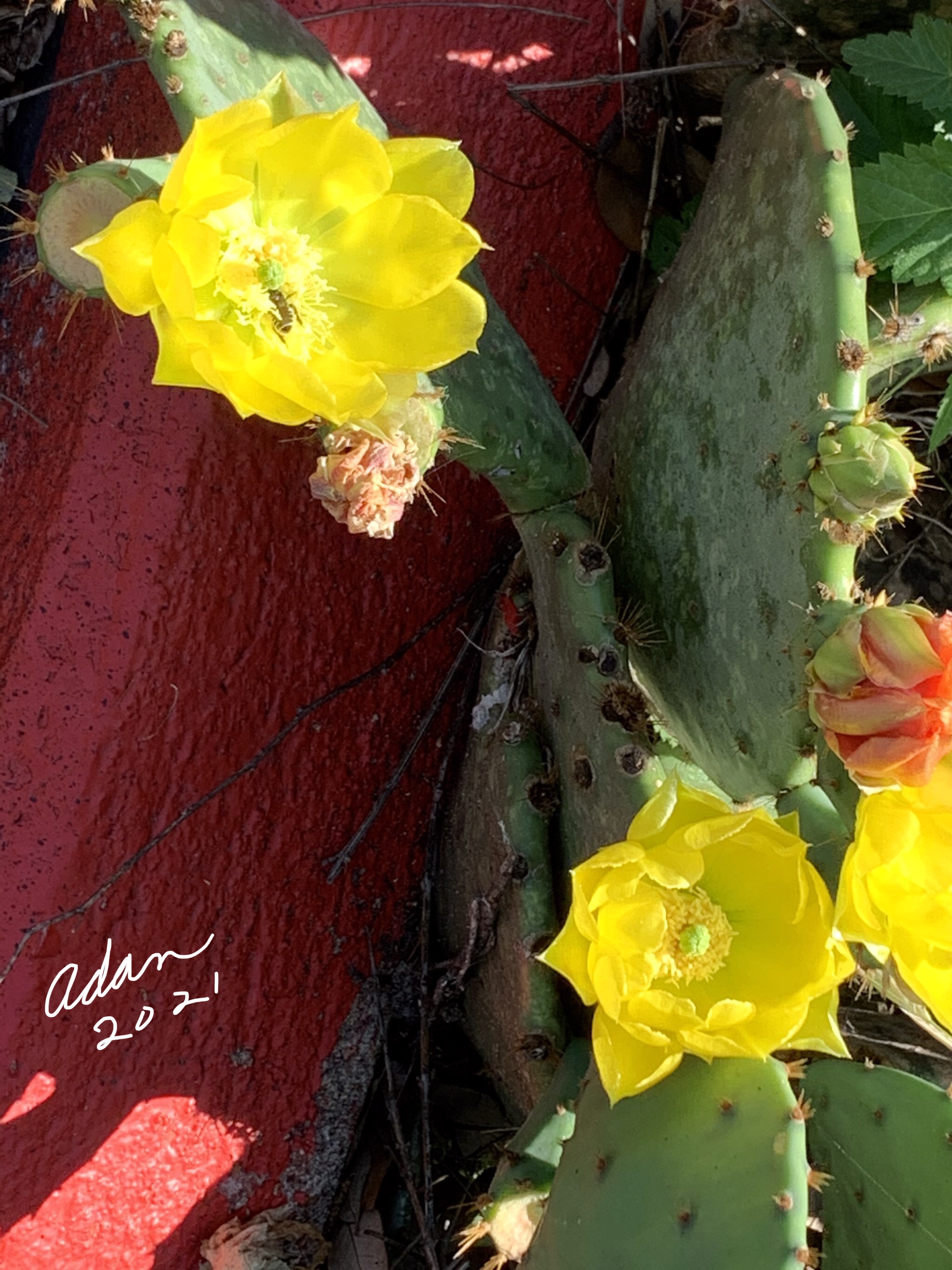 Random (sorta) Pic of the Day 05.06.21 ©Felipe Adan Lerma Cactus Flowers