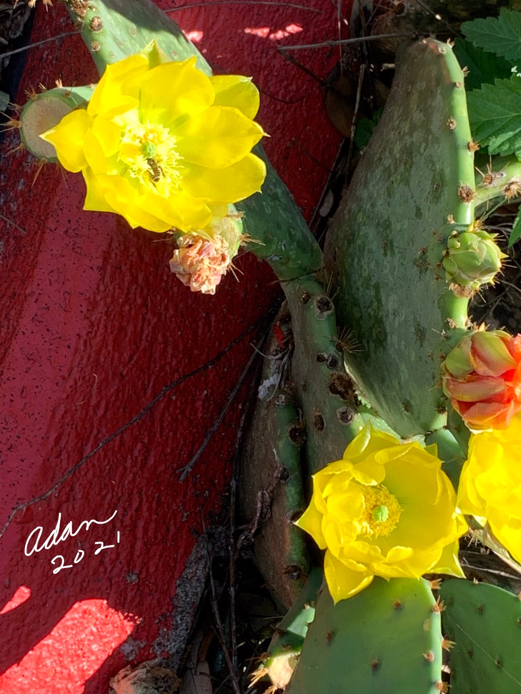 May 06, 2021 – Random (sorta) Pic of the Day, Cactus Flowers