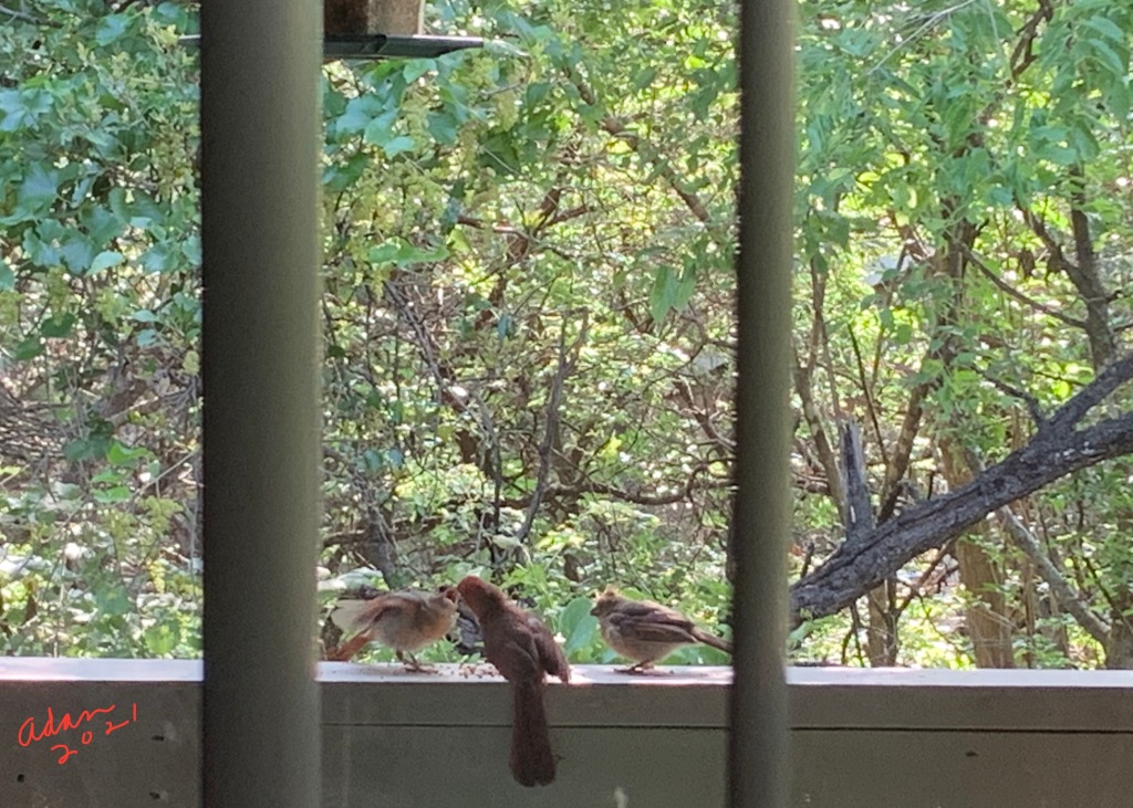 May 15, 2021 – Random (sorta) Pic of the Day, Bird Friends at Our Balcony