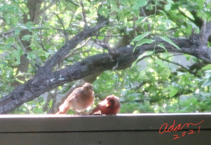 Random (sorta) Pic of the Day 05.14.21 ©Felipe Adan Lerma First Bird to Visit Our New Balcony Brings a Friend