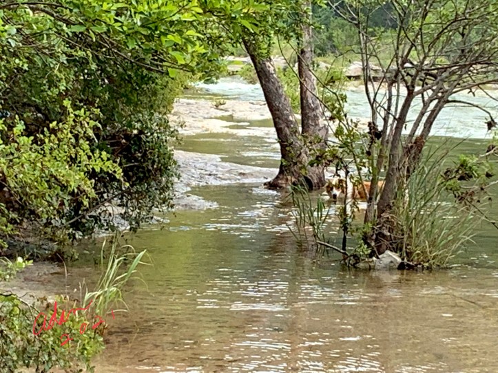 Small dog enjoying the water in Barton Creek 06.08.21 ©Felipe Adan Lerma