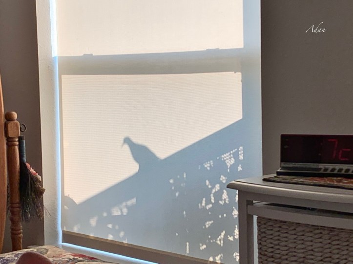 Pigeon on our balcony railing newly covered with an ivy privacy screen 06.29.22 ©Felipe Adan Lerma